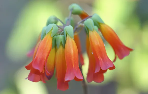 Picture flowers, yellow-red, Kalanchoe