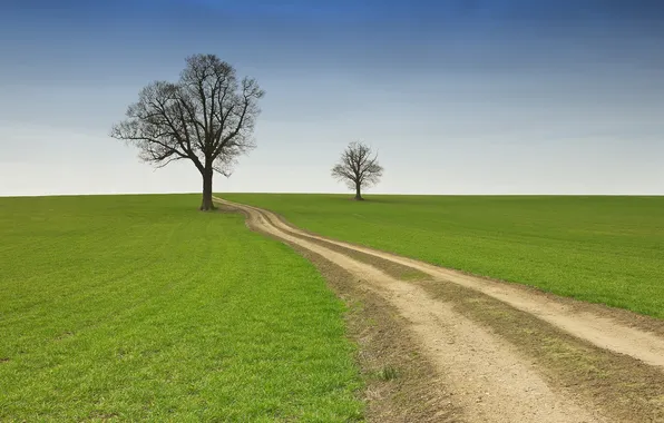 Road, field, the sky, trees