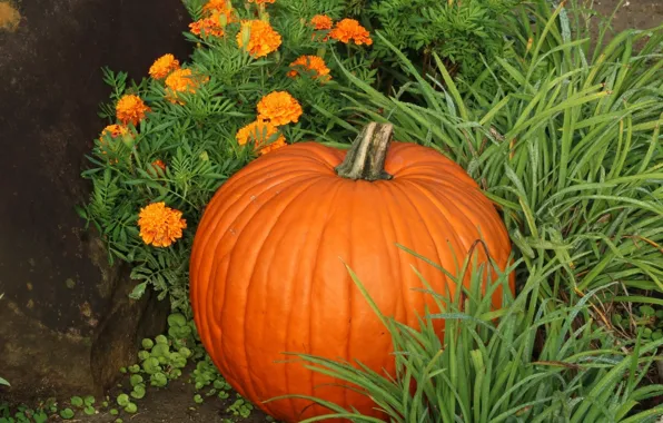 Autumn, pumpkin, marigolds