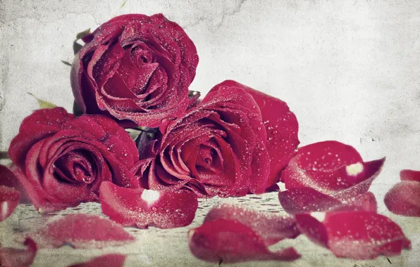 Picture flowers, background, widescreen, Wallpaper, rose, roses, wallpaper, rose