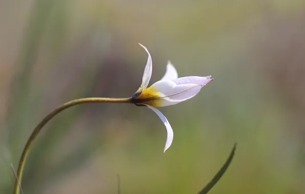 Flower, background, snowdrop