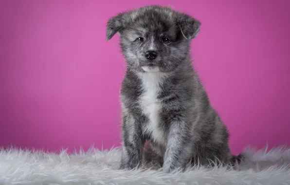 Grey, background, pink, dog, puppy, fur, sitting, friendly