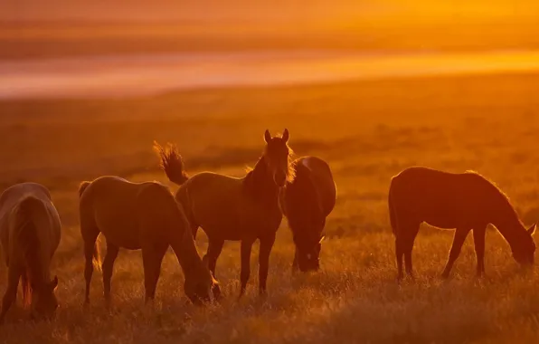 The sun, light, horses, horse, pasture, light, nature, sun
