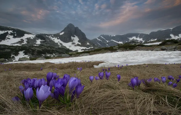Snow, landscape, mountains, nature, spring, crocuses, primroses, Bulgaria