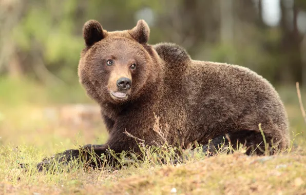 Language, look, face, nature, pose, glade, bear, lies