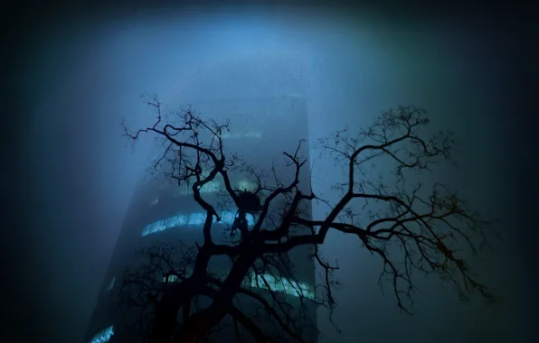 Picture trees, night, the city, building