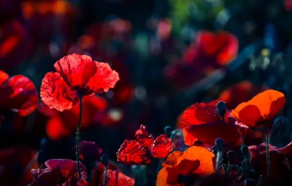Flowers, glade, bright, Maki, meadow, al, poppy field
