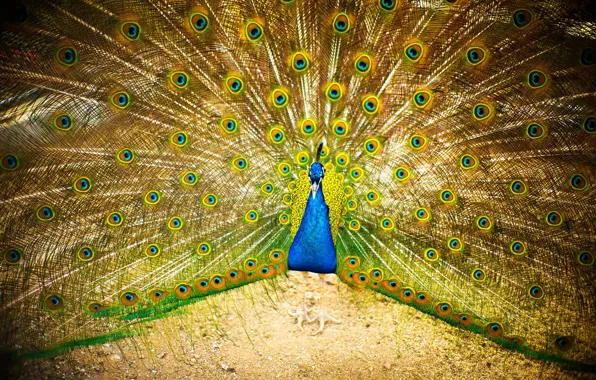 Bright, bird, fan, tail, peacock, fan