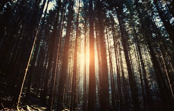 Forest, trees, nature, the sun's rays