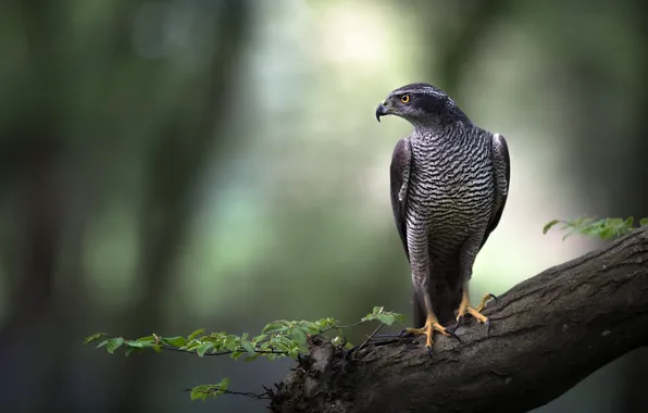 Look, trees, nature, background, bird, hawk, predatory
