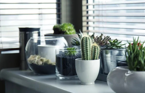 Plants, cactus, pots, succulents