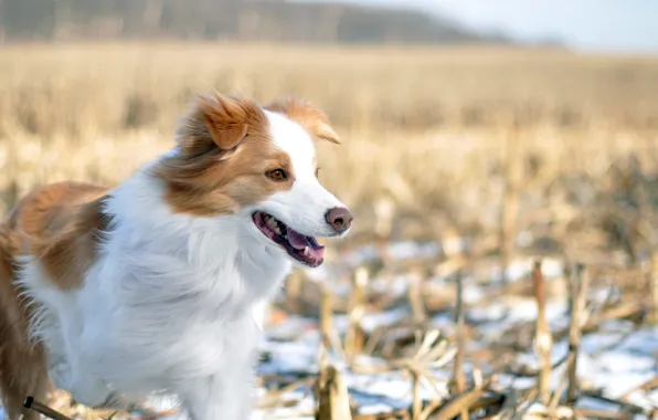 Picture winter, field, dog