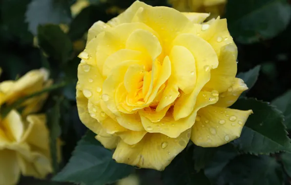 Flower, leaves, drops, macro, rose, yellow