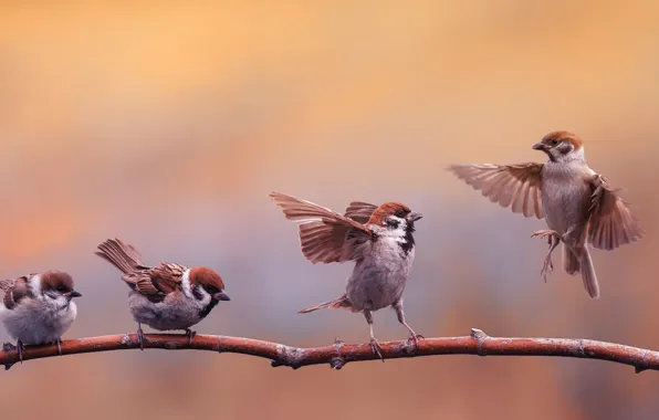 Branch, Natalia, sparrows, branch, sparrows