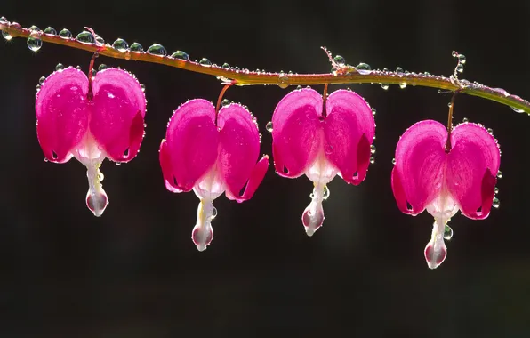 Drops, flowers, Rosa, broken heart