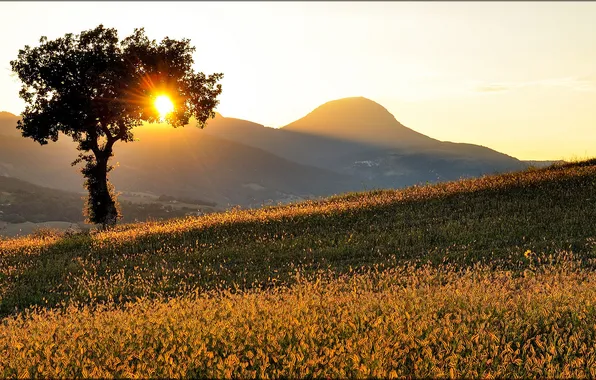 Picture the sun, rays, tree, hills, morning, slope
