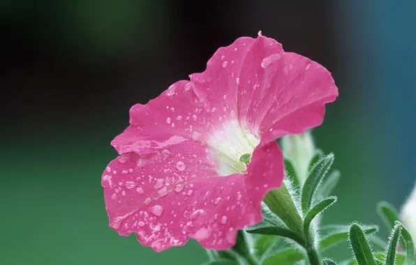Macro, pink, Petunia, droplets of water