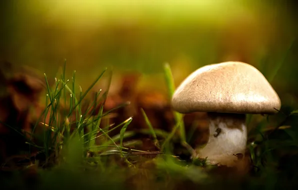 Picture grass, macro, nature, mushroom, blur, bokeh