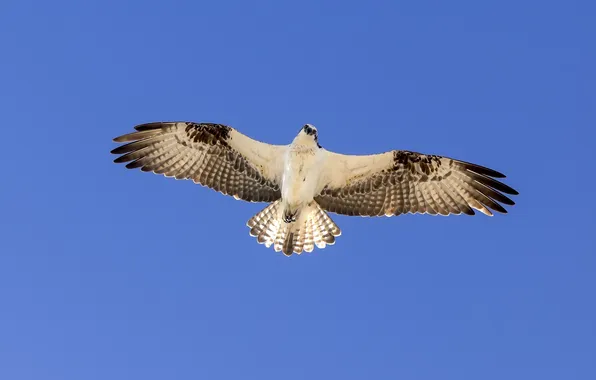 The sky, flight, bird, wings