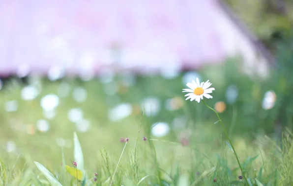 Picture greens, grass, nature, glade, spring, Daisy