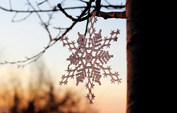 Picture branches, tree, snowflake, hanging