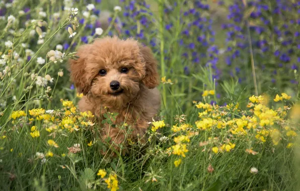 Summer, look, each, dog