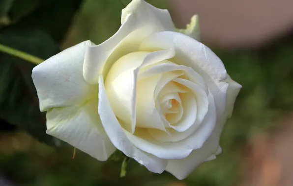 Macro, rose, Bud, white rose