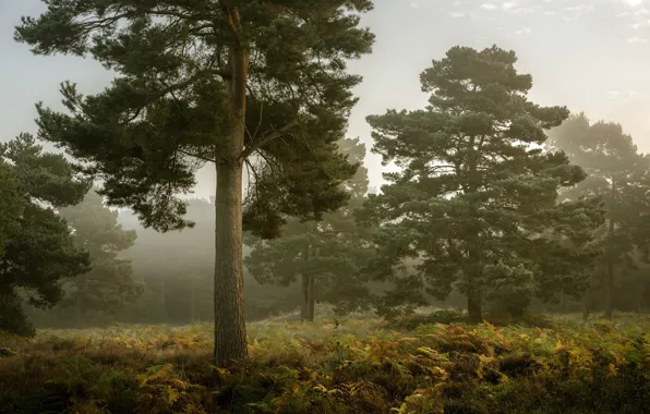Autumn, forest, fog, tree