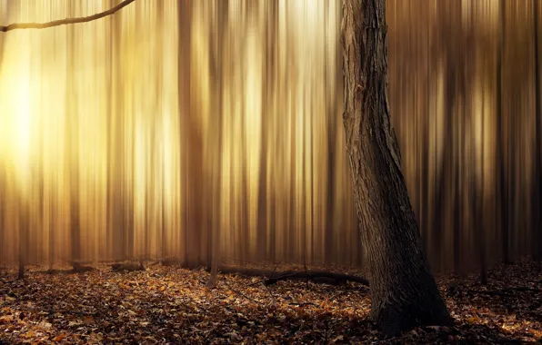 Picture abstract, forest, yellow, tree, leafs, sun, warm