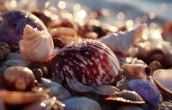 Sea, beach, summer, macro, light, shore, shell, different