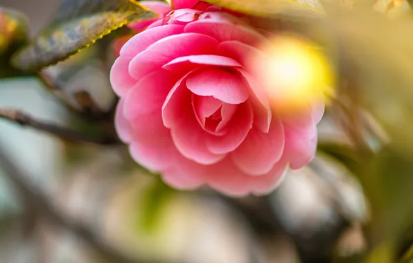 Picture flowers, branches, background, pink, buds, bokeh, Camellia