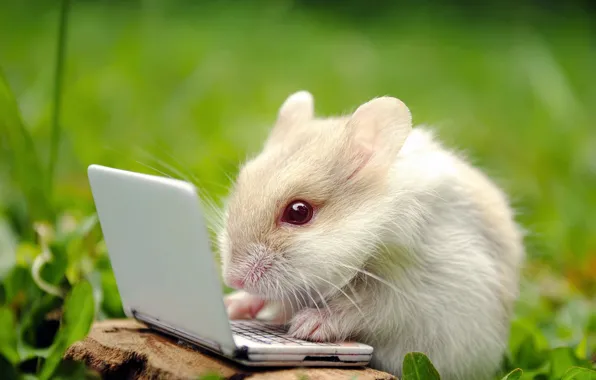 Hamster, laptop, rodent, hamster