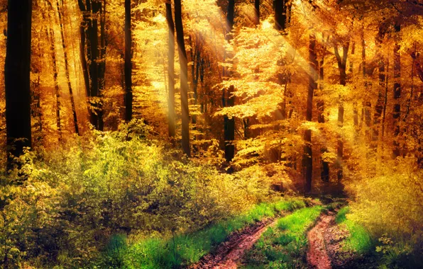 Picture road, autumn, forest, grass, the sun, trees, yellow, the bushes