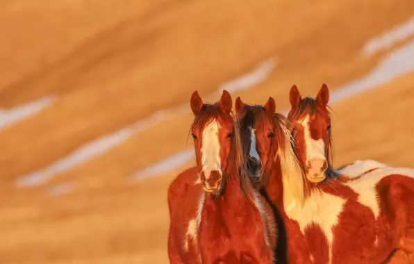 Picture background, horses, horse, trio, Trinity