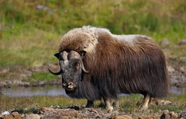 Wool, horns, mammal, musk ox