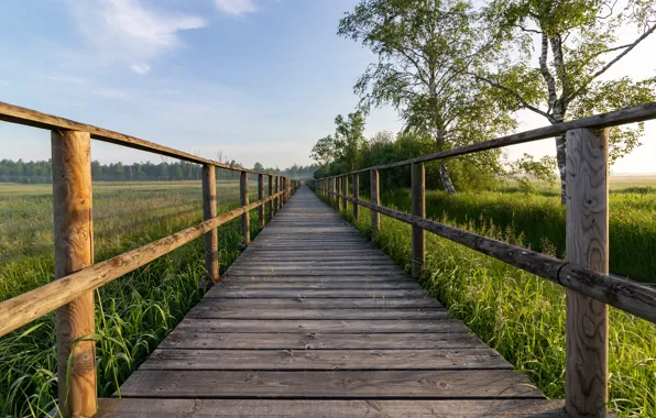 Nature, Road, Board, Landscape, Railings, Reed