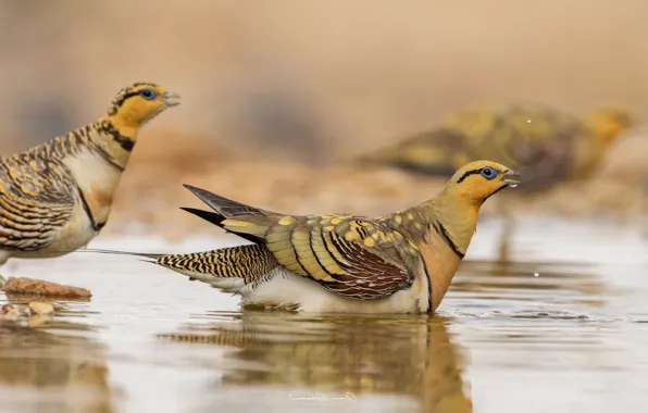 Water, drops, birds, reflection, background, bright, yellow, bathing