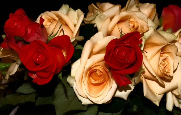 Picture flowers, red, the dark background, roses, bouquet, cream, a lot