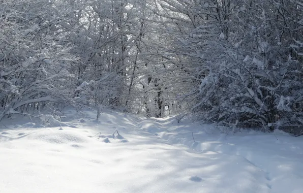 Winter, forest, snow, trees, Kuban, Akela White, Lago-Naki