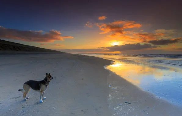 Picture sunset, each, dog