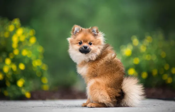 Picture summer, look, flowers, pose, green, background, dog, garden