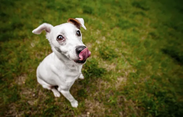 Look, each, dog
