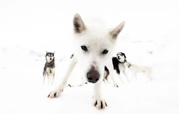 Look, background, dog