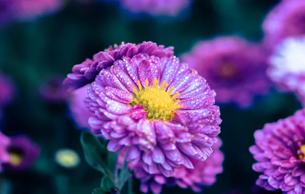 Drops, flowers, background, lilac, asters