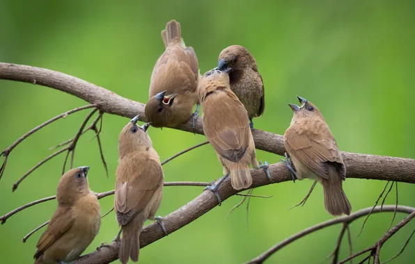 Picture birds, branch, flock, cheshuichatoe amadina