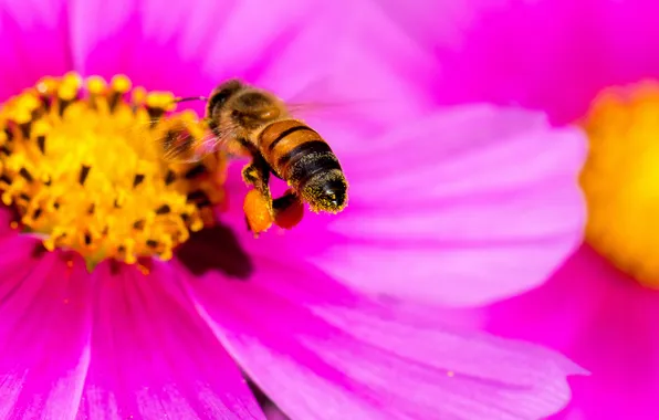 Flowers, bee, petals, insect