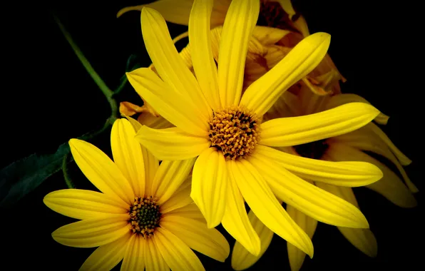 Flowers, yellow, black