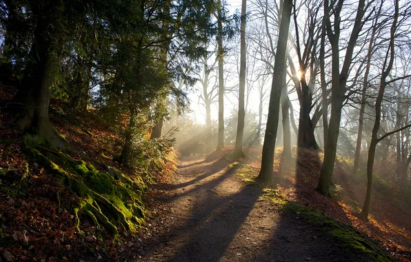 Picture trees, shadows, sunlight, path, Forest
