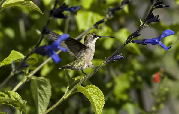 Flowers, nectar, bird, plants, Hummingbird, Sunny