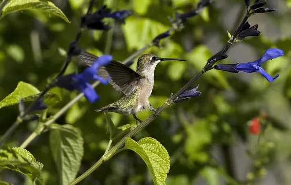 Picture flowers, nectar, bird, plants, Hummingbird, Sunny